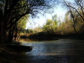 River amidst trees in forest against sky