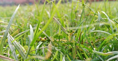 Close-up of grass growing in field