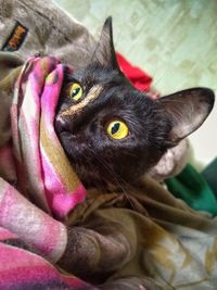 Close-up portrait of a cat