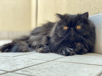 Portrait of persian cat lying on floor