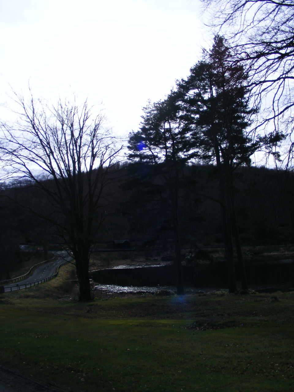 BARE TREES IN PARK AGAINST SKY