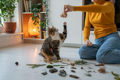 Pet owner woman playing with cat using dry leaves at home sitting on floor.