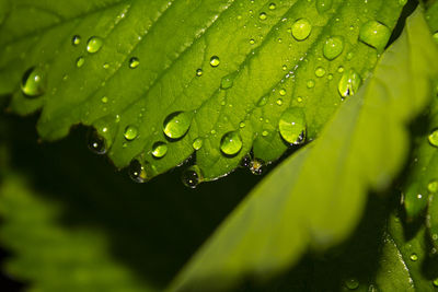 Close-up of raindrops on leaves