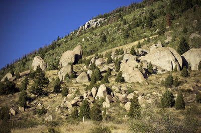 Panoramic shot of trees on field against clear sky
