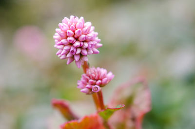 Close-up of pink flowering plant