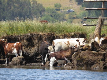Cows on riverbank