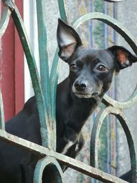 Close-up portrait of a dog