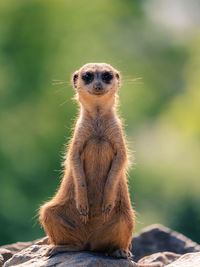 Portrait of  meerkat sitting on rock