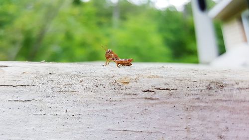 Surface level of an insect