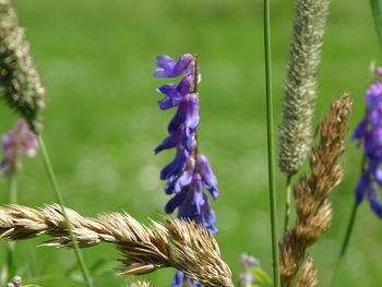 Close-up of purple flower growing in field