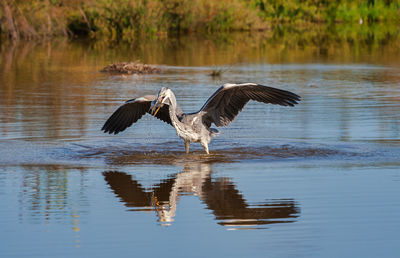 Birds flying over lake