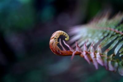 Close-up of crab on plant