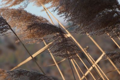 Low angle view of plants against sky