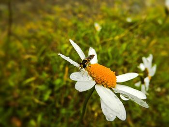 Close-up of insect