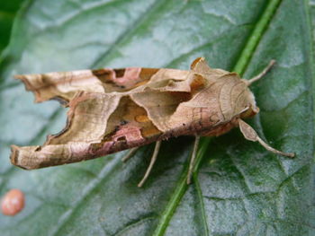 Close-up of dry leaves