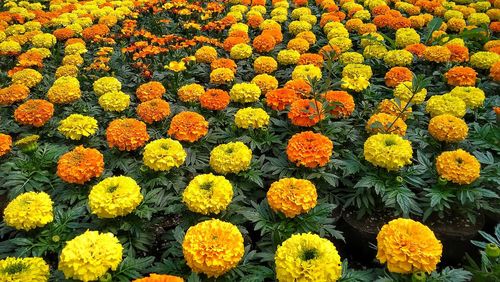 Full frame shot of yellow flowers