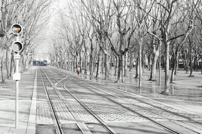 Railroad tracks amidst trees