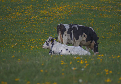 View of white flowers on field