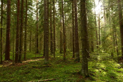 Trees growing in forest