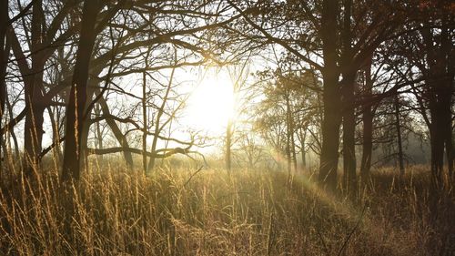 Trees on field against sky at sunset