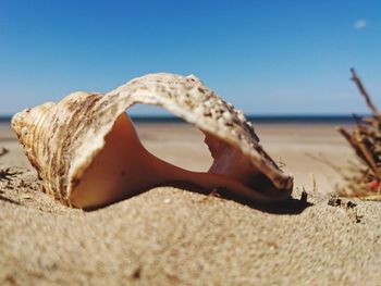 Shall on a beach