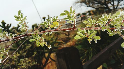 Close-up of leaves on twig