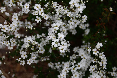 Close-up of white flowers