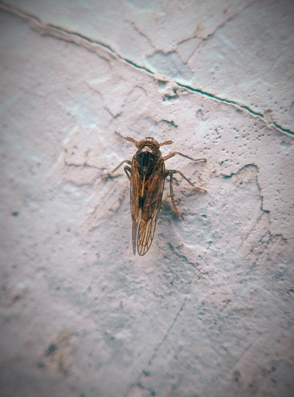 HIGH ANGLE VIEW OF HOUSEFLY ON FLOOR