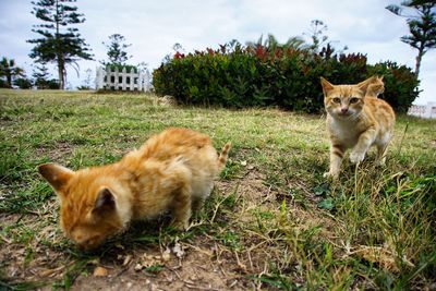 View of cat sitting on grass