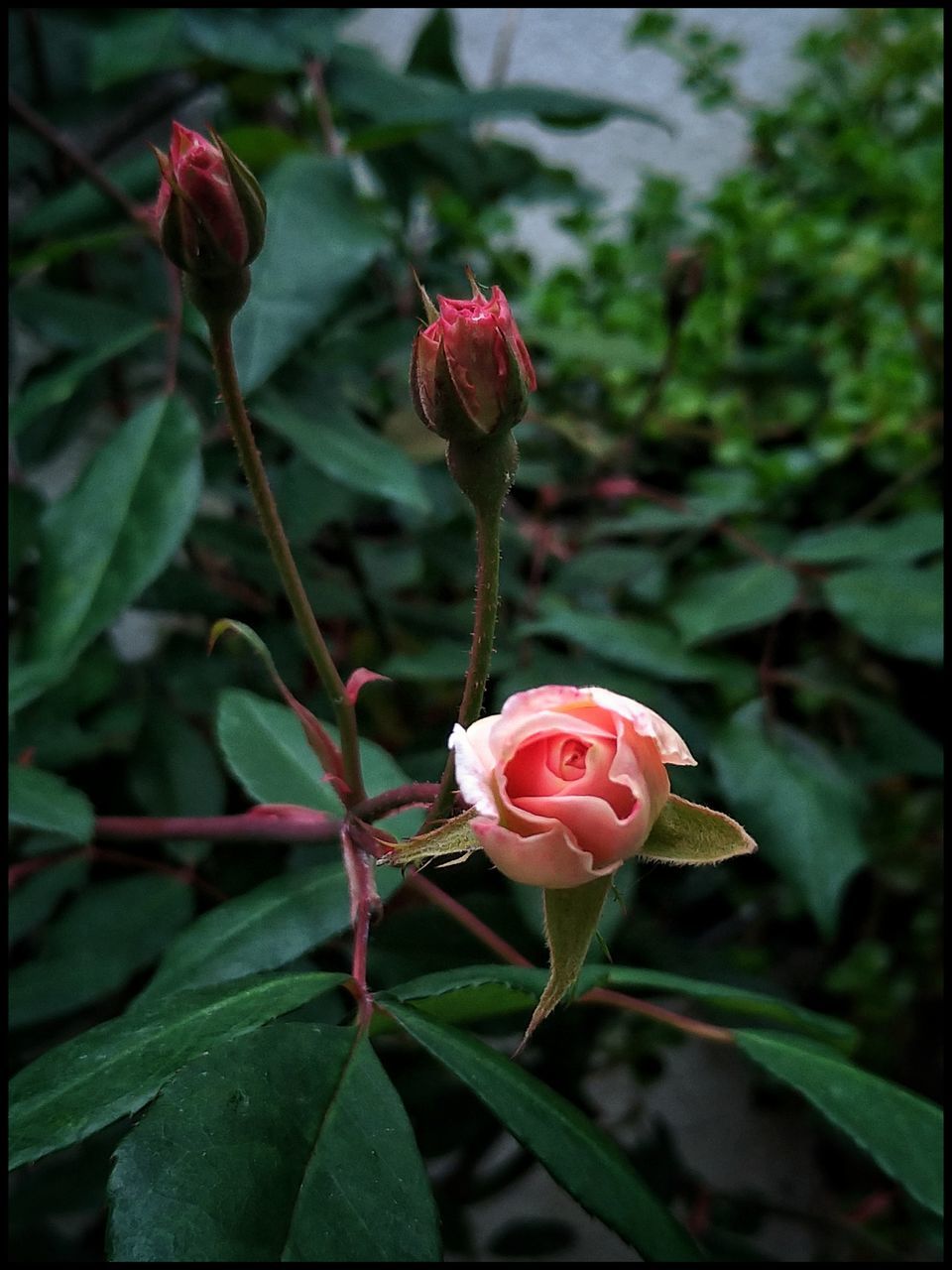 beauty in nature, plant, vulnerability, fragility, flower, flowering plant, growth, freshness, close-up, petal, flower head, inflorescence, nature, plant part, pink color, rose, leaf, plant stem, bud, rose - flower, no people, outdoors, sepal