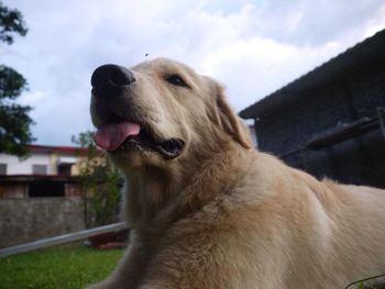 Close-up of a dog looking away