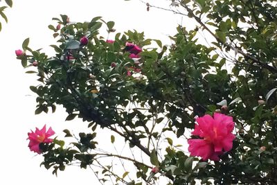 Close-up of pink bougainvillea blooming on tree against sky