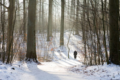 Bare trees in forest during winter