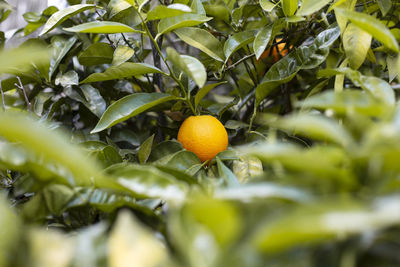 Close-up of orange growing on a tree