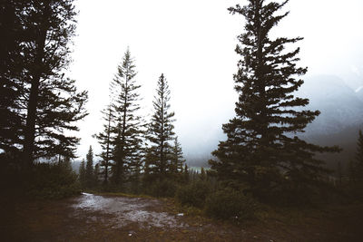 Pine trees in forest against sky