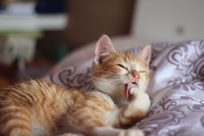 Close-up of cat sleeping on bed