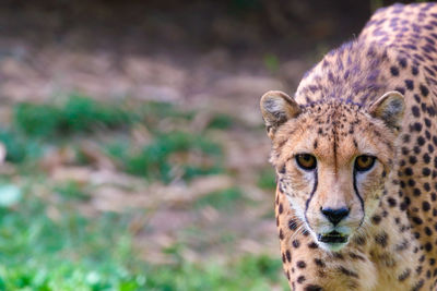 Portrait of cheetah