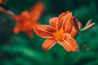 Close-up of orange lily