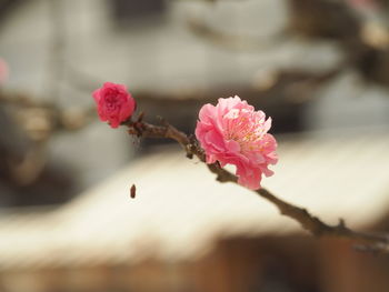 Close-up of pink cherry blossom