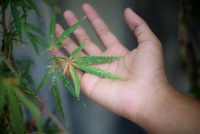 Close-up of hand holding leaves