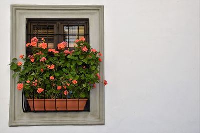 Close-up of red flowers against built structure