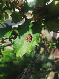 Close-up of ladybug on leaf