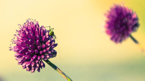 Close-up of honey bee on thistle