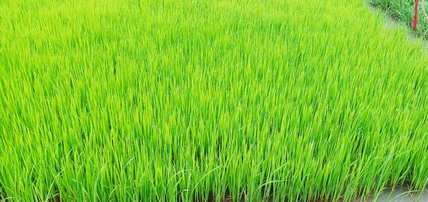 Full frame shot of rice field