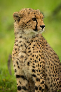 Close-up of cheetah cub sitting looking right