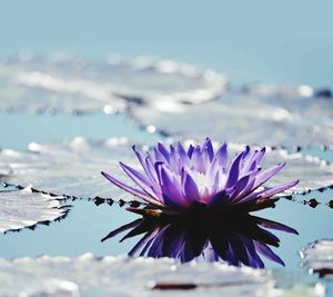 Close-up of purple flower blooming against sky