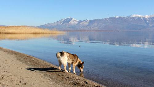 Side view of dog drinking water from lake by mountains