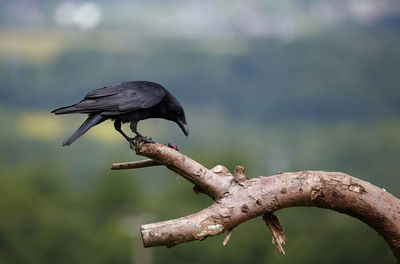 Carrion crow perched on a branch eating a mouse