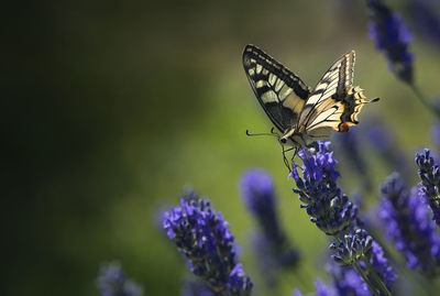 Close-up of butterfly pollinating on lavender flower