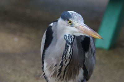 Close-up of heron